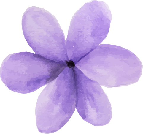 Watercolor purple flower.